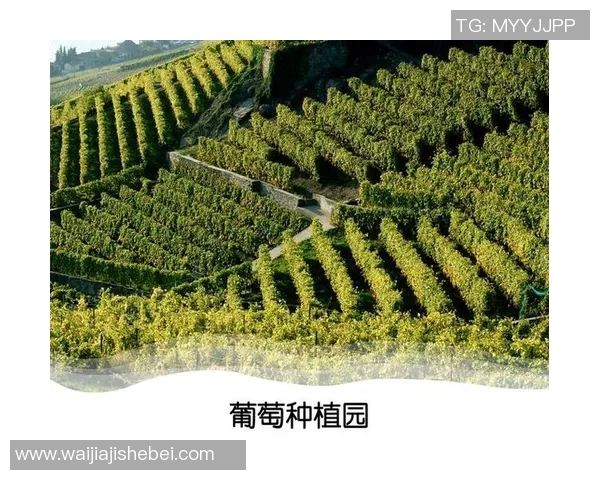 地中海地区足球明星的崛起与影响力分析